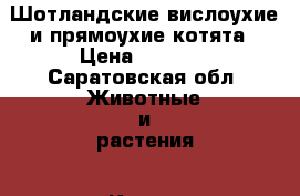 Шотландские вислоухие и прямоухие котята › Цена ­ 3 000 - Саратовская обл. Животные и растения » Кошки   . Саратовская обл.